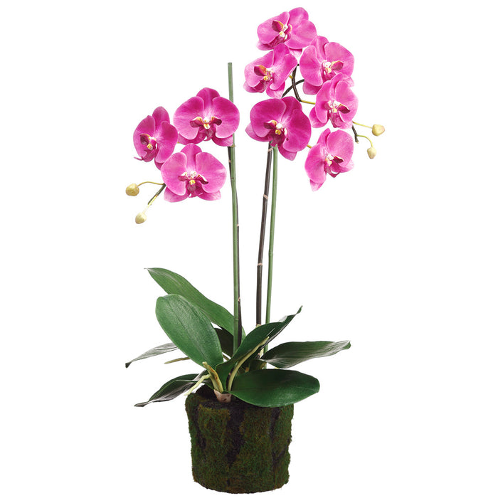 30" Phalaenopsis Orchid Silk Flower Arrangement w/Soil & Moss Base -2 Tone Orchid - LFO003-OC/TT