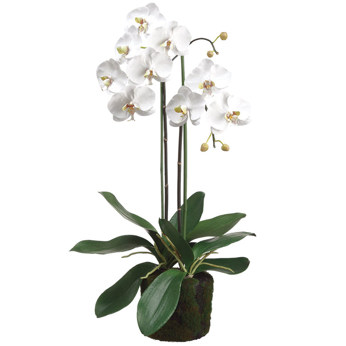 30" Phalaenopis Orchid Silk Flower Arrangement w/Soil & Moss Base -White - LFO003-WH