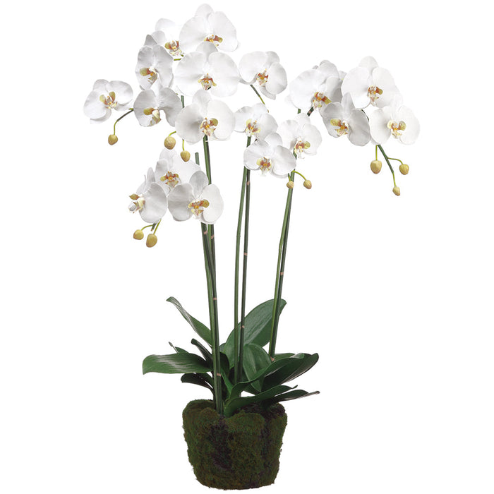 35" Phalaenopis Orchid Silk Flower Arrangement w/Soil & Moss Base -White - LFO005-WH