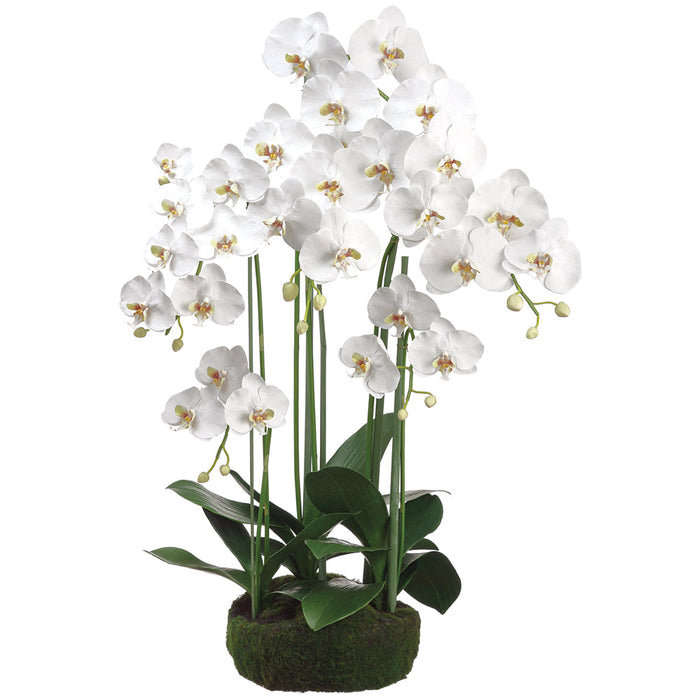 39" Phalaenopis Orchid Silk Flower Arrangement w/Soil & Moss Base -White - LFO006-WH