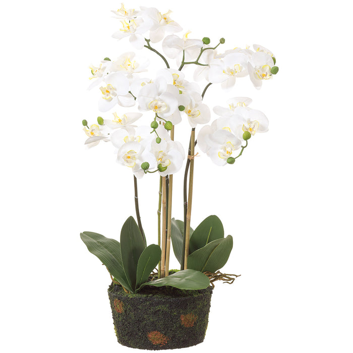 31" Phalaenopis Orchid Silk Flower Arrangement w/Soil & Moss Base -White (pack of 2) - LFO022-WH