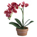 11" Silk Phalaenopsis Orchid Flower Arrangement w/Terra Cotta Pot -Pink (pack of 4) - LFO123-PK