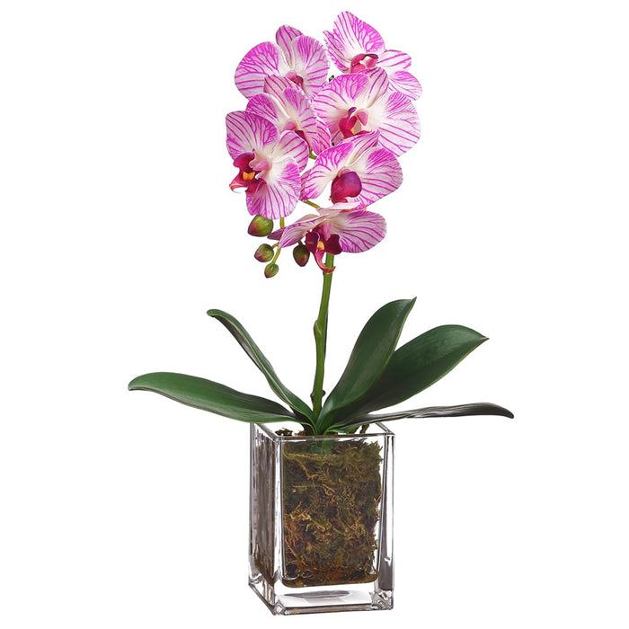 17" Silk Mini Phalaenopsis Orchid Flower Arrangement w/Glass Vase -Orchid/Cream (pack of 2) - LFO163-OC/CR