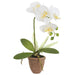 17" Phalaenopsis Orchid Silk Flower Arrangement w/Terra Cotta Pot -White (Pack of 6) - LFO216-WH