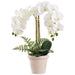 24" Phalaenopsis Orchid Silk Flower Arrangement w/Terra Cotta Pot -White/Green - LFO290-WH/GR