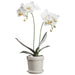 15.5" Phalaenopsis Orchid Silk Flower Arrangement w/Stoneware Pot -White (Pack of 4) - LFO377-WH