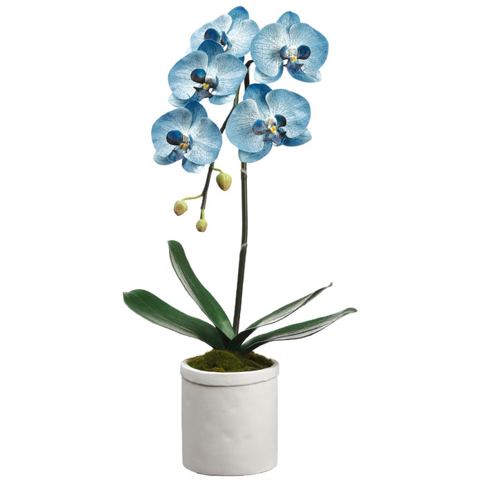 23" Silk Phalaenopsis Orchid Flower Arrangement w/Terra Cotta Pot -Blue/Delphinium (pack of 4) - LFO613-BL/DL