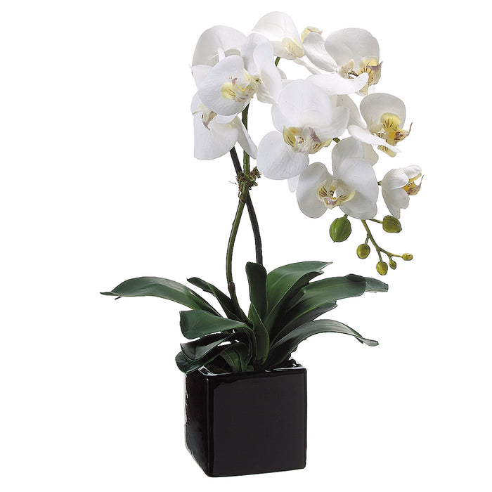 20" Phalaenopsis Orchid Silk Flower Arrangement -Cream/Yellow (pack of 4) - LFO987-CR/YE