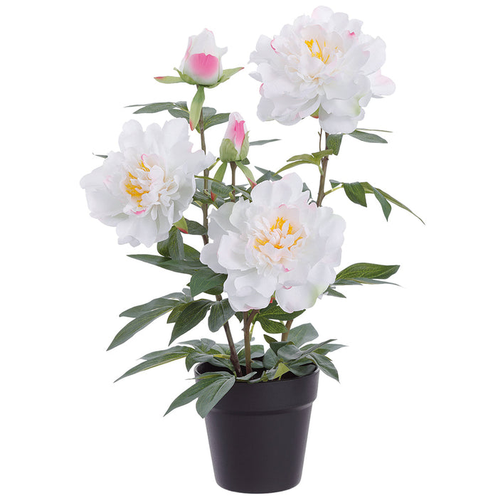 20.5" Peony Silk Flower Arrangement w/Plastic Pot -White (Pack of 4) - LFP842-WH