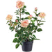 25.2" Rose Silk Flower Arrangement w/Plastic Pot -Yellow/Coral (Pack of 4) - LFR747-YE/CO