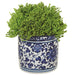 5.5" Skimmia Silk Flower Arrangement w/Ceramic Vase -Green (pack of 4) - LFS170-GR