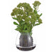 20" Sedum Silk Flower Arrangement w/Glass Vase -Green - LFS191-GR