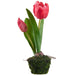 9.5" Tulip Silk Flower Arrangement w/Moss & Soil Ball -Crimson (Pack of 8) - LFT100-CS