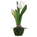 9.5" Tulip Silk Flower Arrangement w/Moss & Soil Ball -White (Pack of 8) - LFT100-WH
