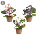 8" Set Of African Violet Silk Flower Arrangements w/Clay Pot -Mixed Colors - LFV719-MX
