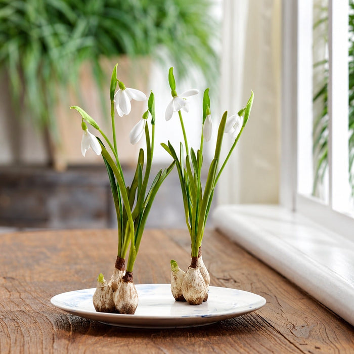10" Hand-Wrapped Standing Snowdrop w/Bulb Silk Flower Arrangement -White (Pack of 24) - LHA432-WH