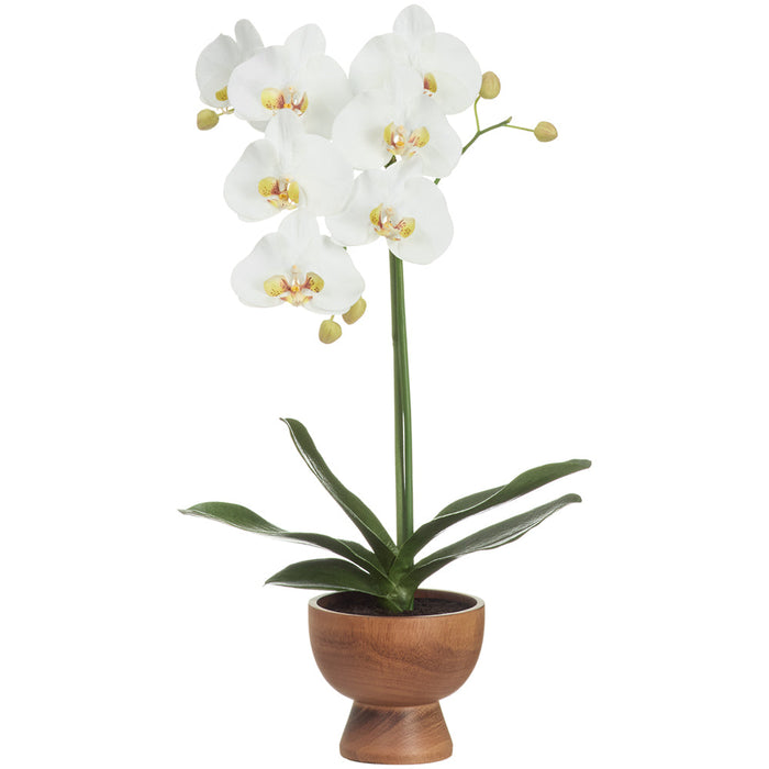 24" Hand-Wrapped Phalaenopsis Orchid Artificial Flower Arrangement w/Wood Planter -Cream/Green - LHO530-CR/GR
