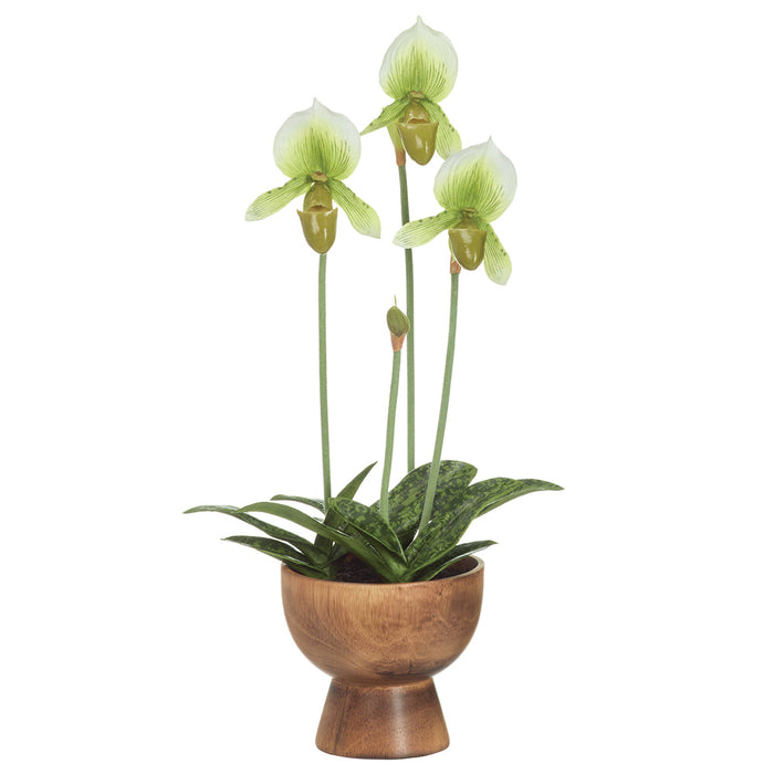 20" Hand-Wrapped Lady's Slipper Orchid Artificial Flower Arrangement w/Wood Planter -Cream/Green - LHO550-CR/GR