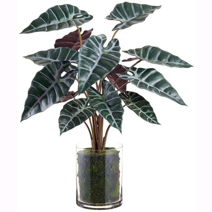 25" Alocasia Leaf Silk Plant w/Glass Vase -2 Tone Green (Pack of 2) - LPA140-GR/TT