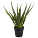 18" Aloe Artificial Plant w/Plastic Pot -2 Tone Green - LPA182-GR/TT