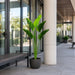 5'4" Outdoor UV-Resistant Artificial Bird Of Paradise Plant w/Pot -Green (Pack of 2) - LPB005-GR