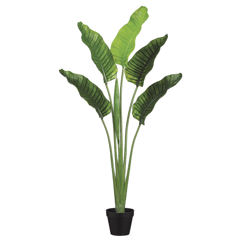 bird of paradise palm plant 5'4