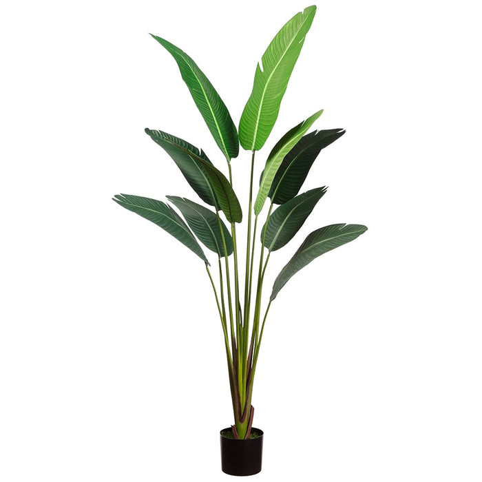 6'6" Silk Bird Of Paradise Palm Tree w/Pot -Green (pack of 2) - LPB026-GR