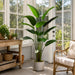 6'3" Silk Bird Of Paradise Plant w/Pot -Green - ZPB072-GR
