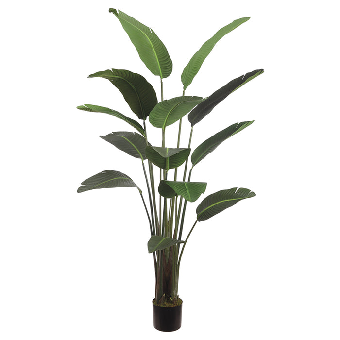 6'3" Silk Bird Of Paradise Palm Tree w/Pot -Green (pack of 2) - LPB072-GR