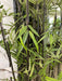 6' Bamboo Wall Silk Tree w/Wood Container -1,276 Leaves (pack of 2) - LPB728-GR