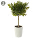 15" Boxwood Artificial Topiary w/Clay Pot -Green (pack of 6) - LPB810-GR