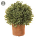 1' Boxwood Ball-Shaped Artificial Topiary Tree w/Clay Pot Indoor/Outdoor -Green/Gray (pack of 4 - LPB825-GR/GY