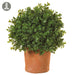 1' Boxwood Ball-Shaped Artificial Topiary Tree w/Clay Pot -Green (Pack of 4) - LPB825-GR
