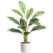26.5" Calanthea Leaf Silk Plant w/Plastic Pot -Green/Variegated (pack of 6) - LPC066-GR/VG