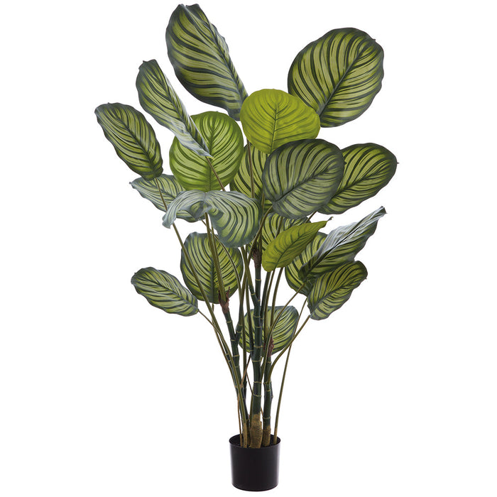5' Calathea Leaf Silk Plant w/Plastic Pot -2 Tone Green (Pack of 2) - LPC245-GR/TT
