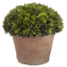 10" Artificial Cypress Plant w/Clay Pot -Green (pack of 4) - LPC643-GR