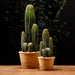 15.5" Artificial Column Cactus Plant w/Papier Mache Pot -Green (pack of 4) - LPC950-GR