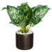 9.75" Dieffenbachia Leaf Silk Plant w/Ceramic Pot -Green/Cream (pack of 6) - LPC971-GR/CR