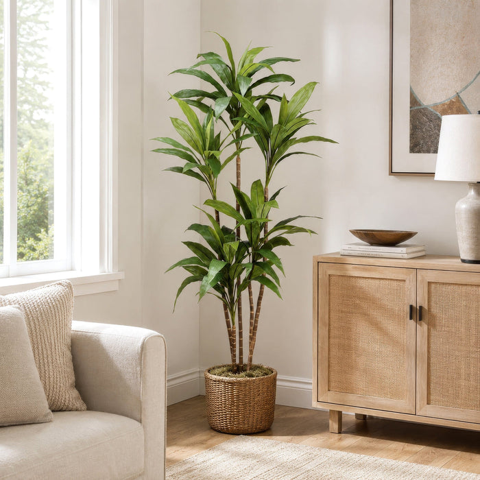5'5" Silk Dracaena Tree w/Pot -Green (Pack of 2) - LPD007-GR