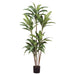 5'5" Silk Dracaena Tree w/Pot -Green (pack of 2) - LPD007-GR