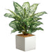 17.5" Dieffenbachia Silk Plant w/Ceramic Pot -Green/Variegated (pack of 3) - LPD517-GR/VG