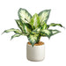 9.5" Dieffenbachia Silk Plant w/Ceramic Pot -Green/Variegated (pack of 6) - LPD557-GR/VG