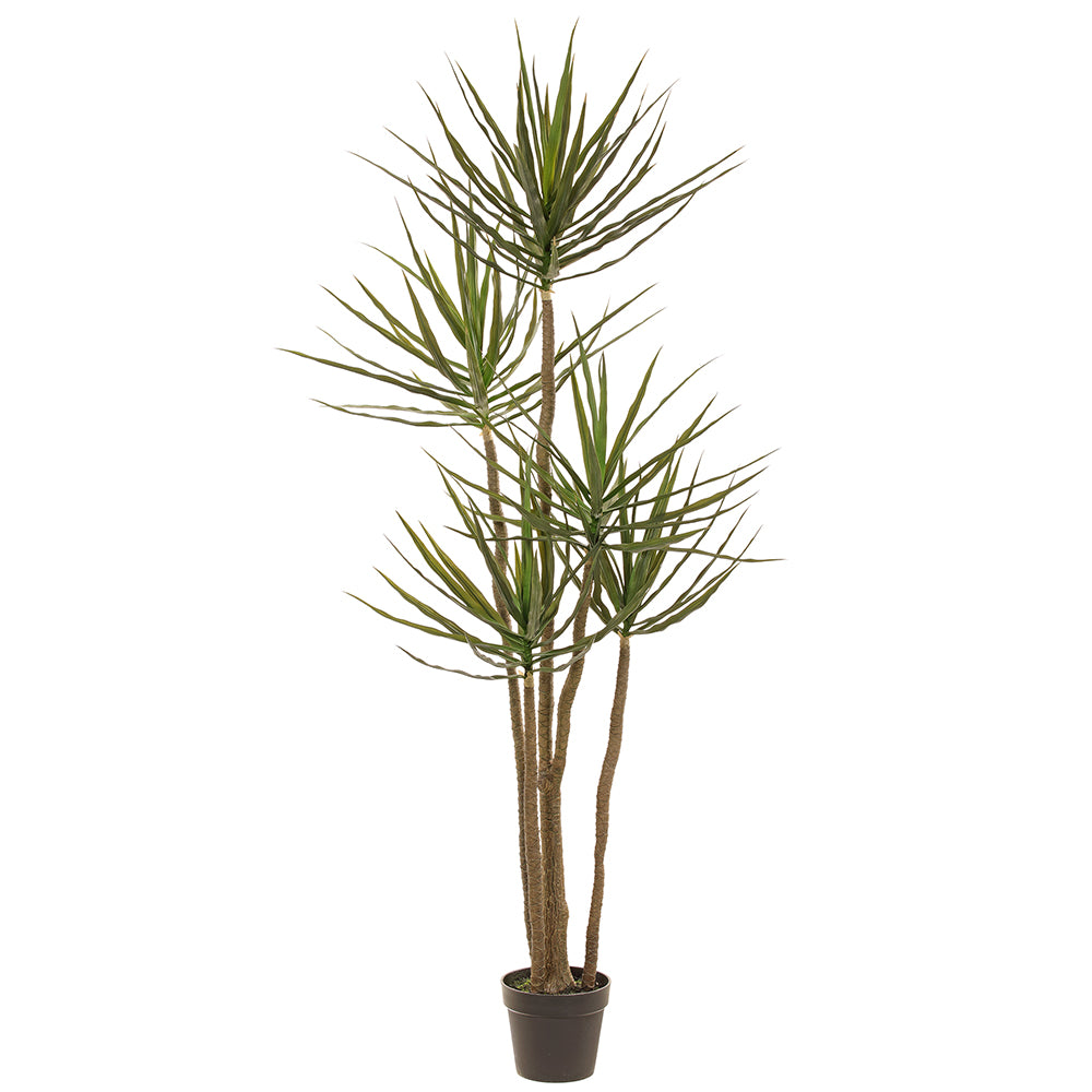 silk dracaena 6' Multi Trunk Dracaena Silk Tree w/Pot -Green