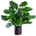 26.5" Silk Fiddle Leaf Fig Tree w/Ceramic Pot -Green (pack of 2) - LPF019-GR