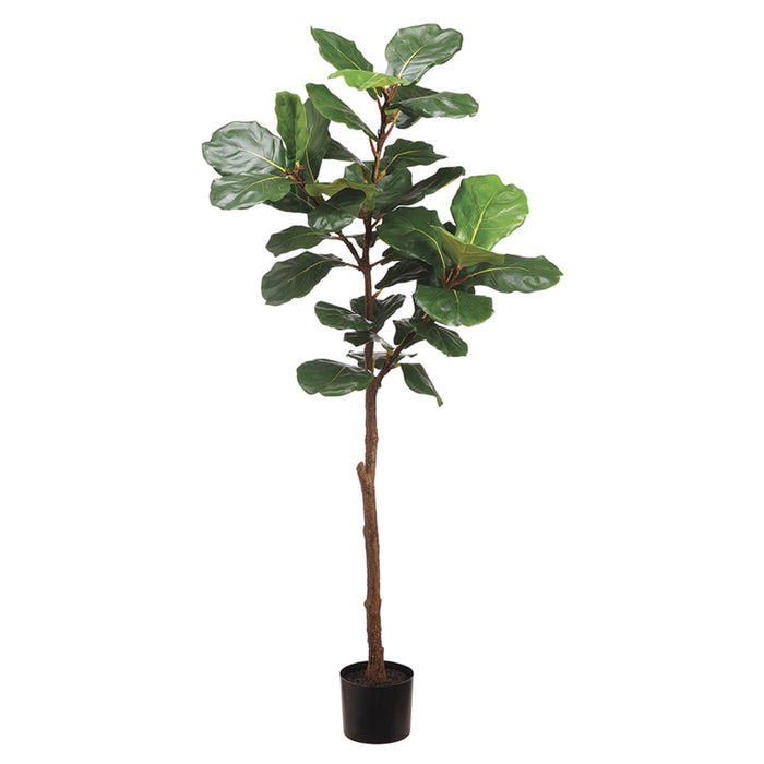 6' Silk Fiddle Leaf Fig Tree w/Pot -Green (pack of 2) - LPF026-GR