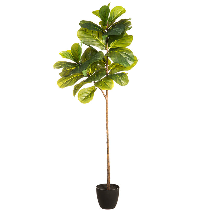 5'11" Silk Fiddle Leaf Fig Tree w/Pot -Green (pack of 2) - LPF071-GR