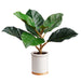 12" Silk King Ficus Plant w/Ceramic Pot -Green (pack of 4) - LPF101-GR