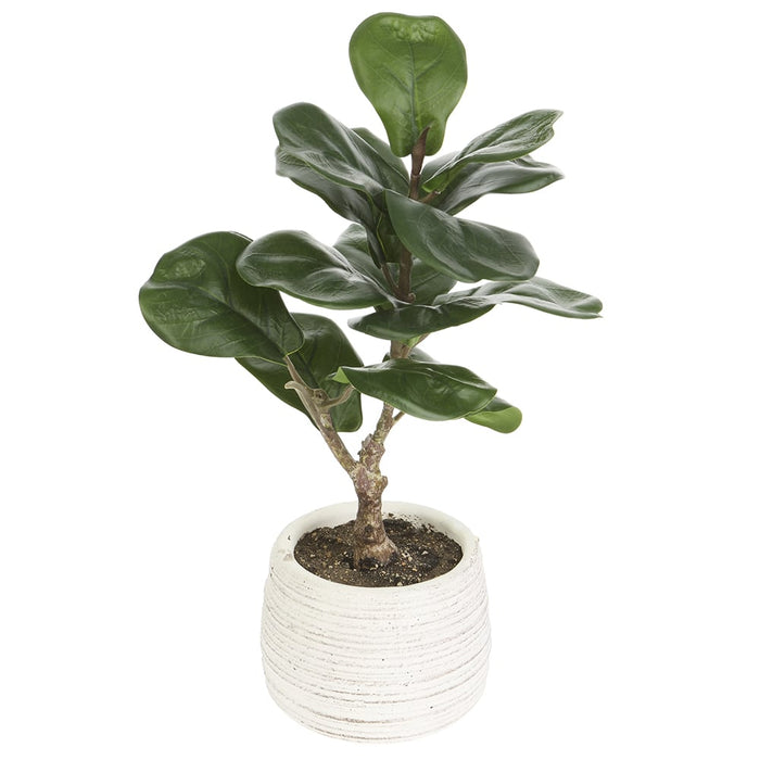 14" Silk Fiddle Leaf Fig Plant w/Cement Pot -Green (pack of 6) - LPF192-GR