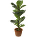 15.5" Silk Fiddle Leaf Fig Plant w/Clay Pot -Green (pack of 6) - LPF392-GR