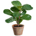 1' Fiddle Leaf Fig Silk Tree w/Clay Pot -Green (Pack of 12) - LPF701-GR